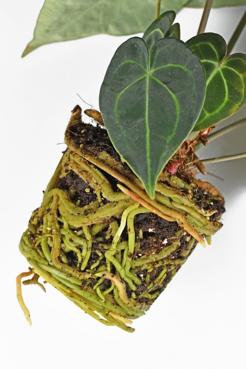 Anthurium_clarinervium raizes_1 Anthurium_clarinervium raizes