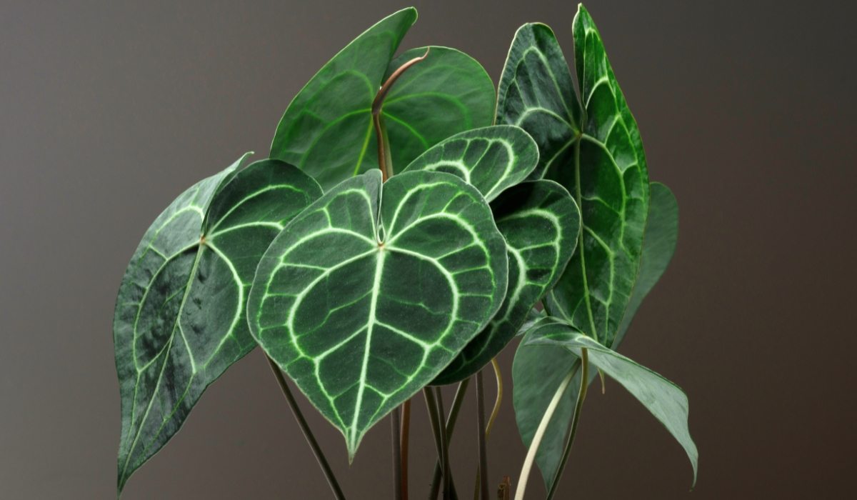Folhas verdes com veias brancas. Anthurium clarinervium
