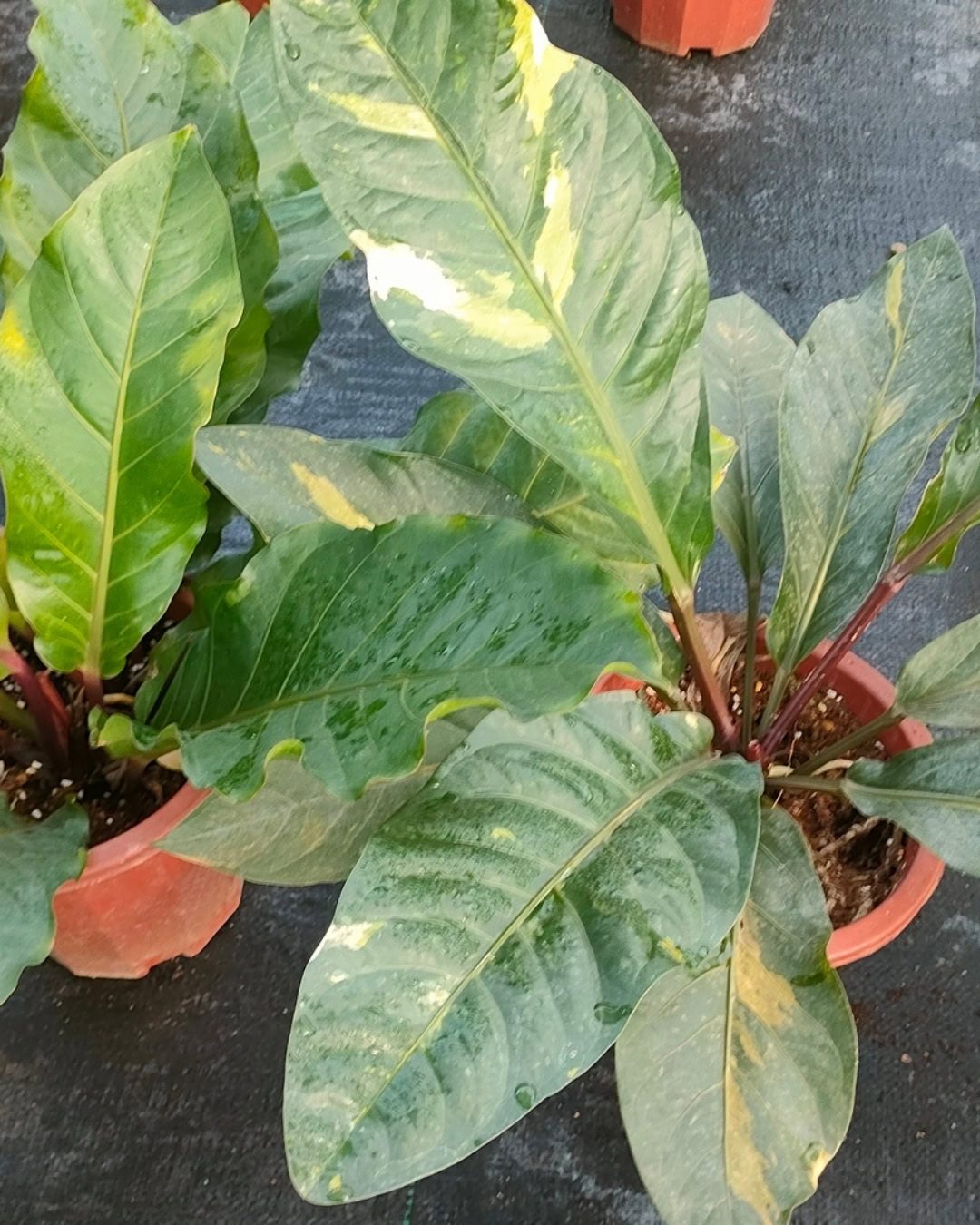 Antúrio-ninho-de-passarinho - Anthurium hookeri 7 Anthurium hookeri 1