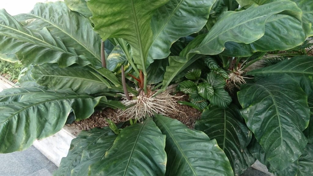 Anthurium plowmanii