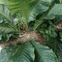 Anthurium plowmanii