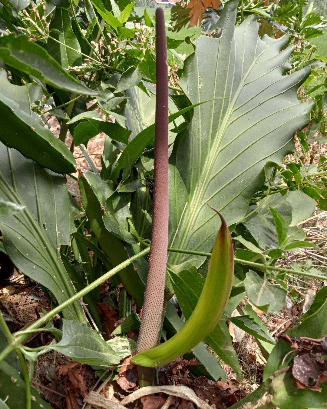 Antúrio-gigante-da-amazônia - Anthurium plowmanii 3 Inflorescência.