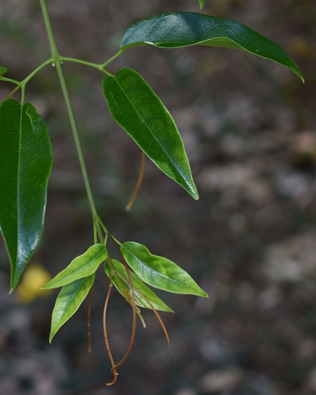 Cipó-cruz - Bignonia callistegioides 4 Detalhe das folhas e gavinhas do cipó-cruz