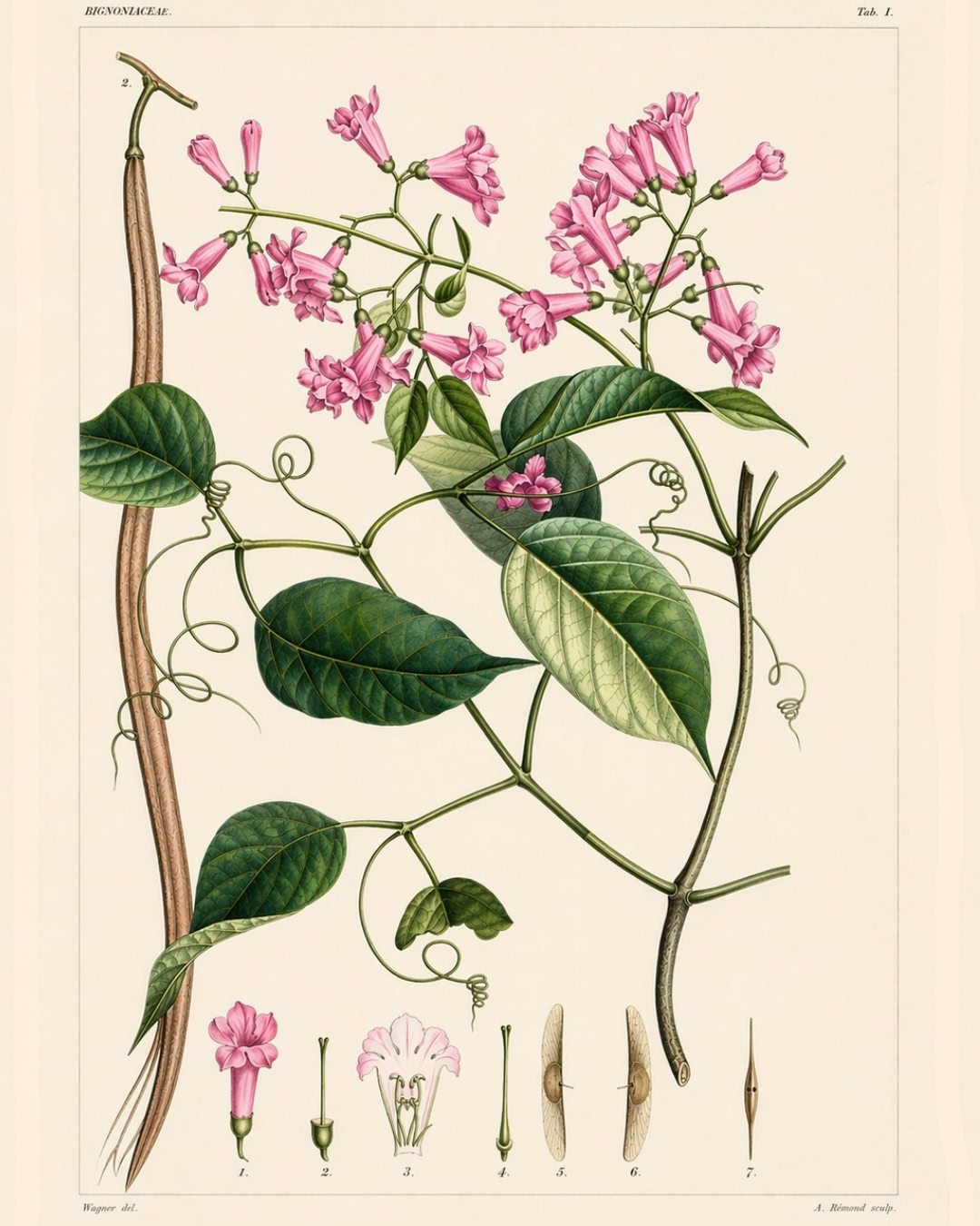 Crajiru - Fridericia chica 1 Ilustração Botânica de Friedericia chica