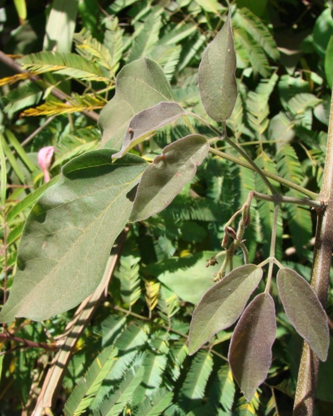Crajiru - Fridericia chica 3 Folhas bronzeadas.