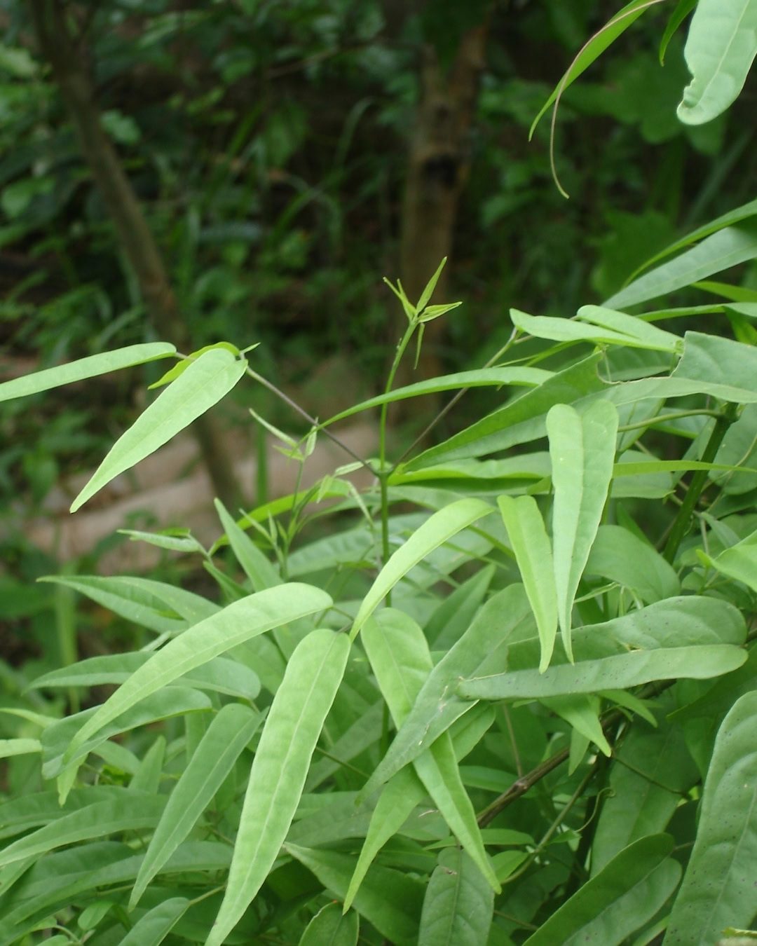 Crajiru - Fridericia chica 4 Planta jovem.
