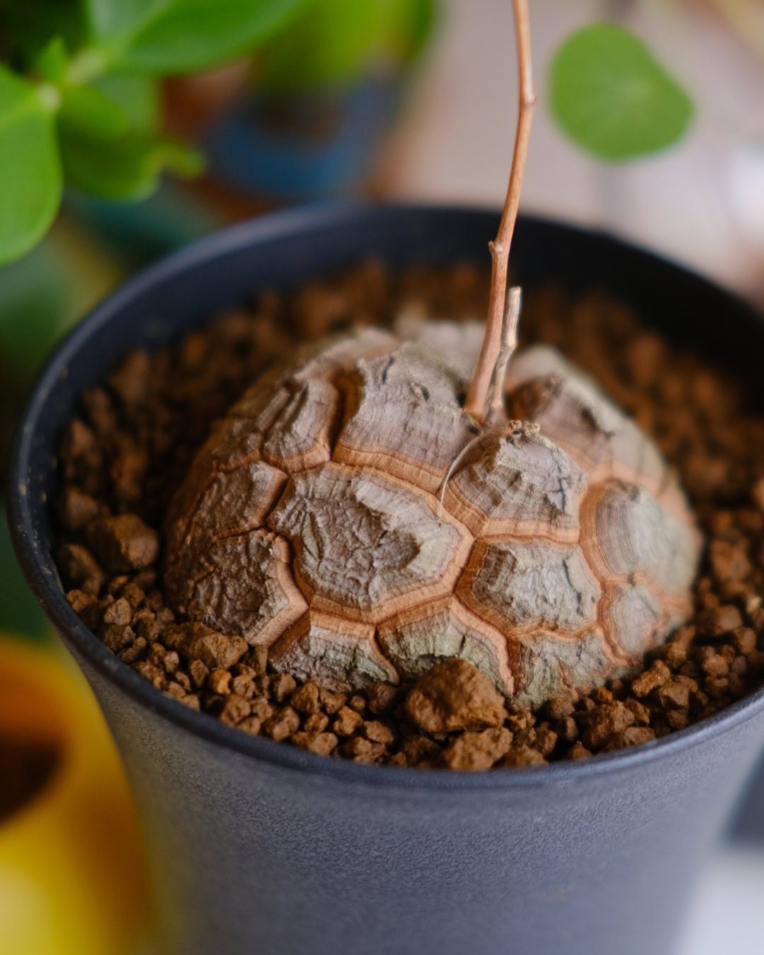 Casco-de-tartaruga - Dioscorea elephantipes 7 Mesmo as plantas pequenas já são bonitas e esculturais.