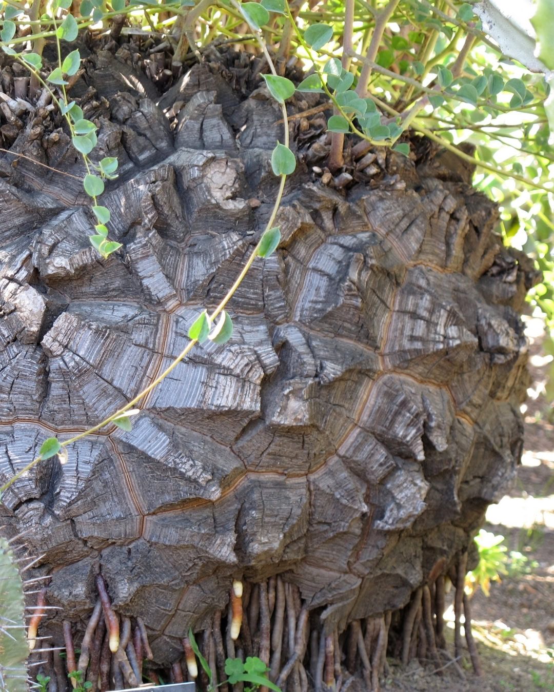 Casco-de-tartaruga - Dioscorea elephantipes 2 Caudex de Dioscorea elephantipes