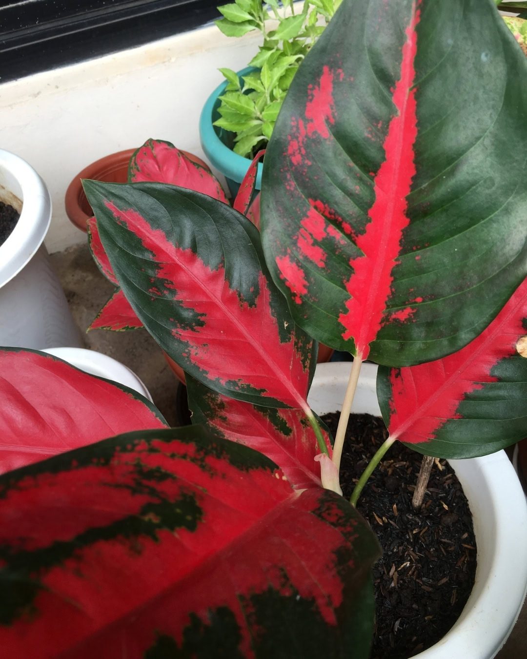 Guia de cultivo da Aglaonema: A planta ideal para dentro de casa 10 Aglaonema 'Suksom'