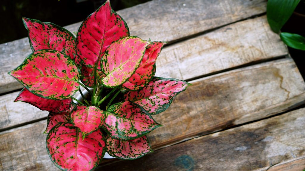 Aglaonema Destaque