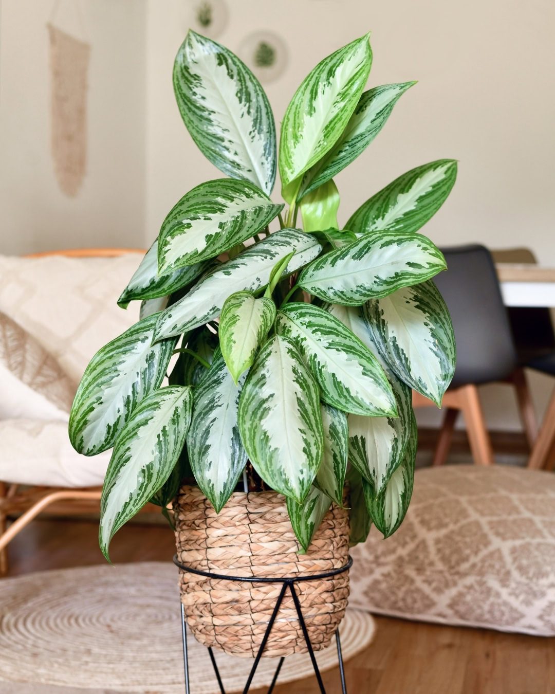 Aglaonema 'Silver Bay' Aglaonema 'Silver Bay'