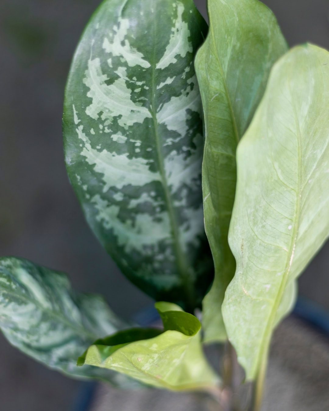 Guia de cultivo da Aglaonema: A planta ideal para dentro de casa 8 Aglaonema 'Maria'