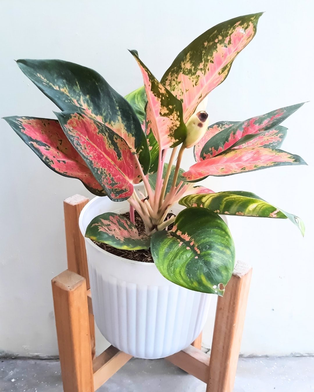 Guia de cultivo da Aglaonema: A planta ideal para dentro de casa 9 Aglaonema 'Red Emerald'