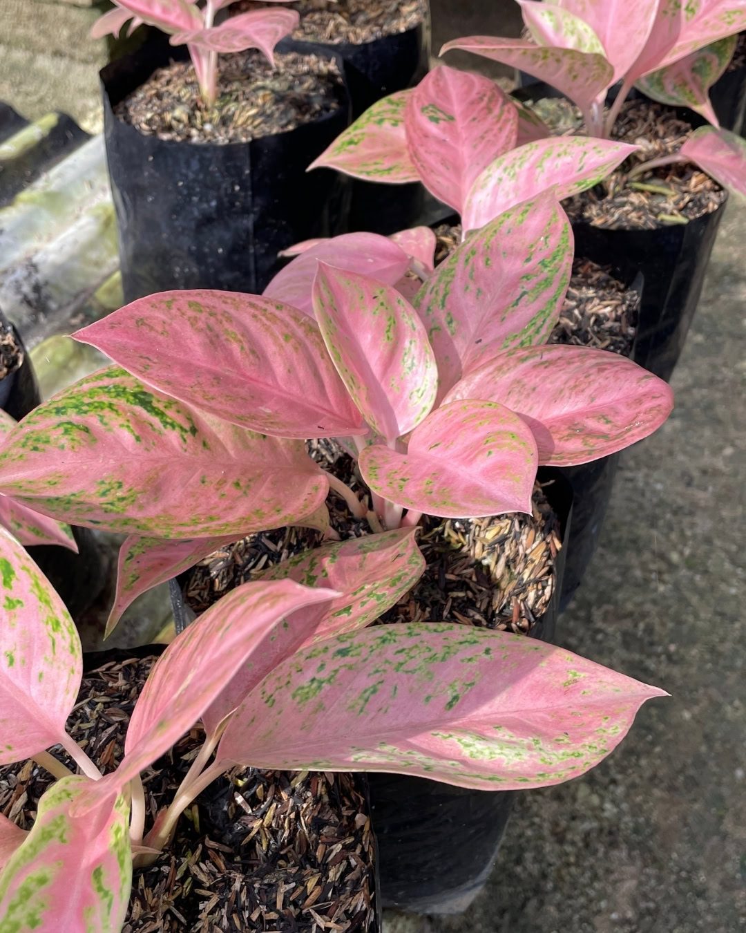 Guia de cultivo da Aglaonema: A planta ideal para dentro de casa 13 Encante-se por cultivares cor-de-rosa