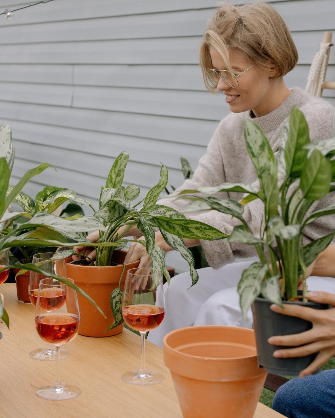 Guia de cultivo da Aglaonema: A planta ideal para dentro de casa 11 Escolha um substrato bem drenável para sua aglaonema