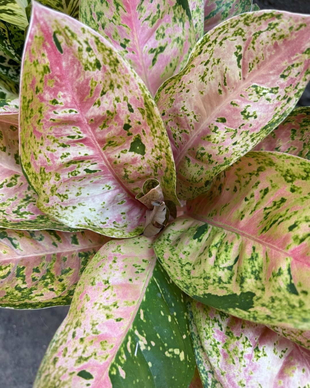 Guia de cultivo da Aglaonema: A planta ideal para dentro de casa 14 Aglaonema cor de rosa