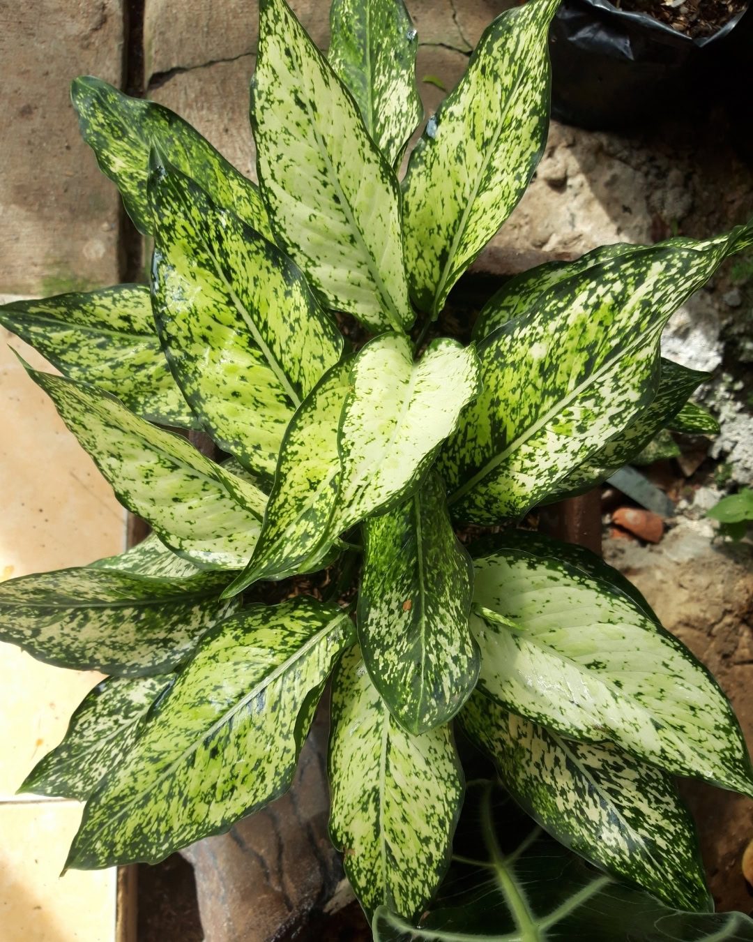 Guia de cultivo da Aglaonema: A planta ideal para dentro de casa 12 Aglaonemas variegadas de branco necessitam mais luz.