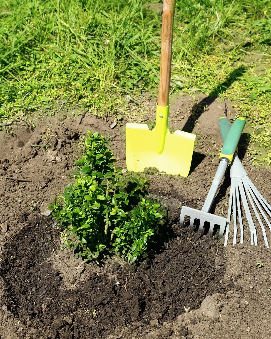 Como plantar uma árvore no jardim: passo a passo 12 deixe uma leve valeta para ajudar na irrigação.
