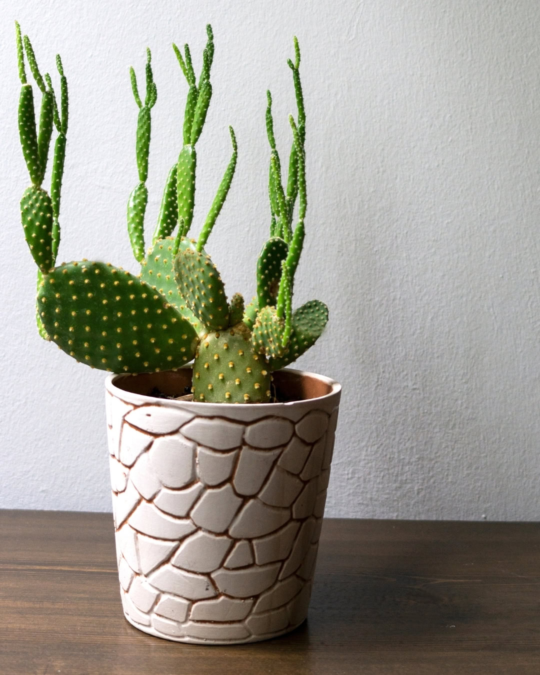 Cactus Mickey claramente con etiolación. Los nuevos cladodios aparecen largos, finos y apuntando hacia arriba.