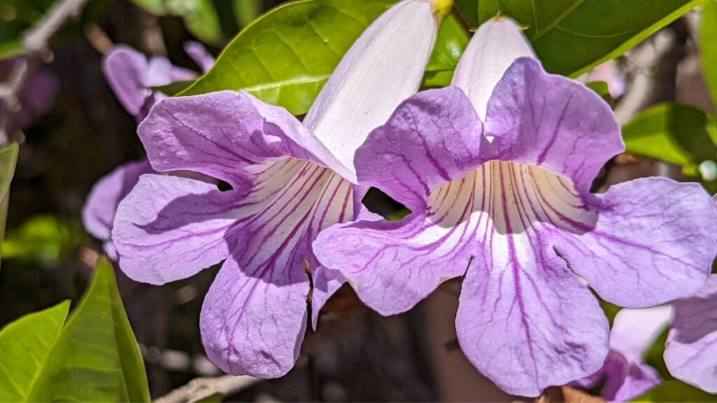 Bignonia callistegioides