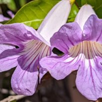 Bignonia callistegioides