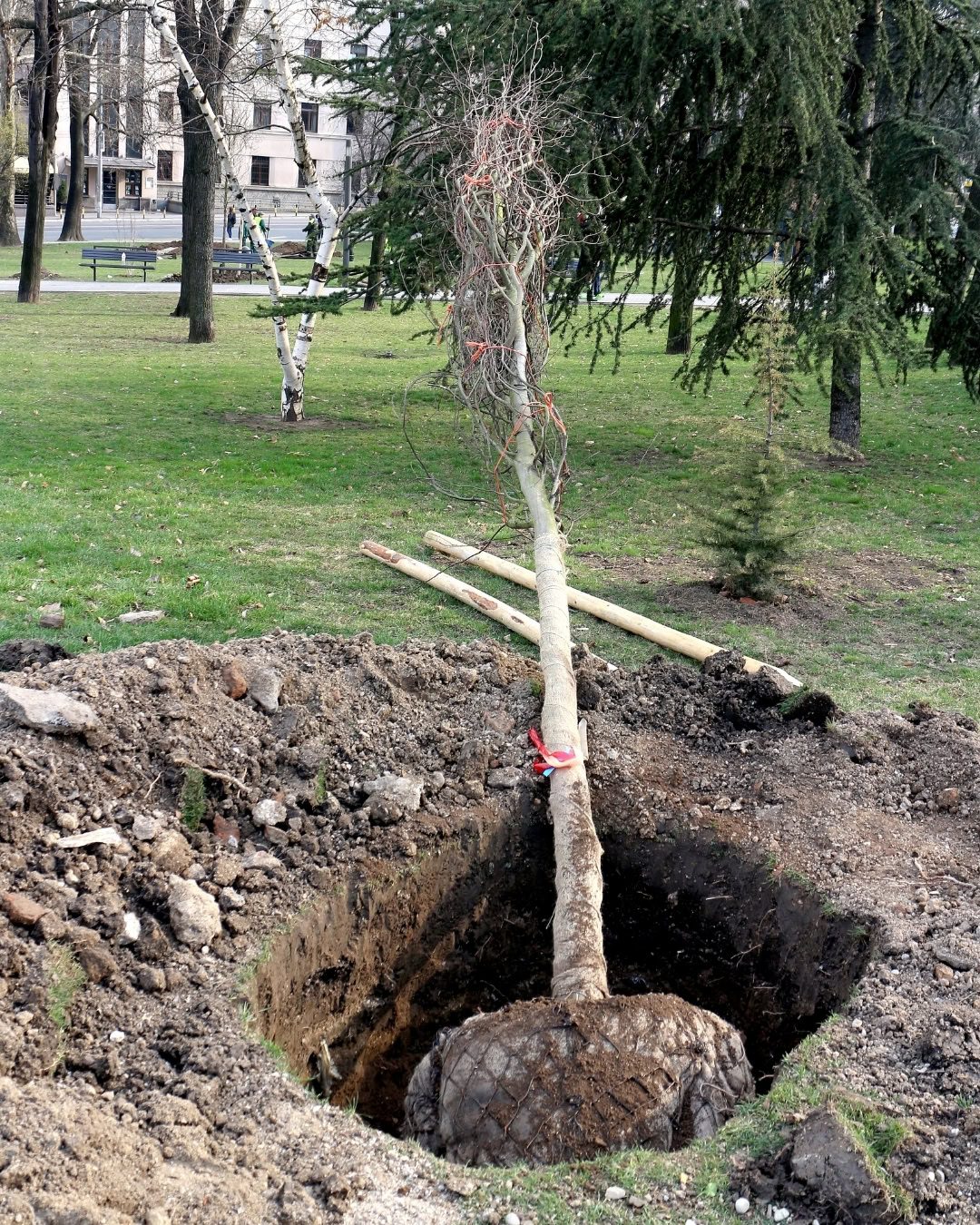 Como plantar uma árvore no jardim: passo a passo 13 Nunca deixe embalagens nas mudas. Mesmo que elas sejam biodegradáveis.
