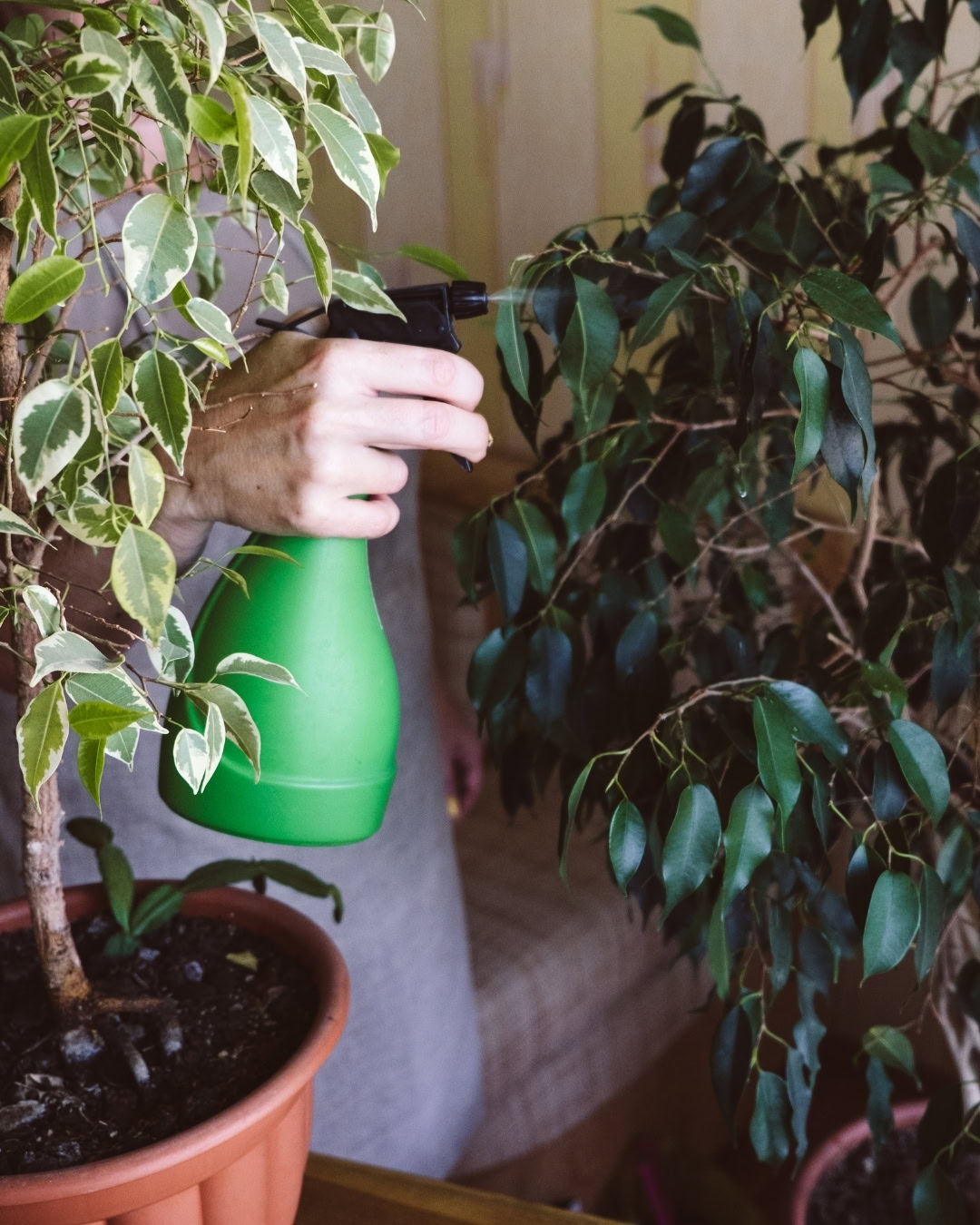 Incluso árboles, como el Ficus, pueden presentarse etiolados, con ramas largas y débiles, y pocas hojas.