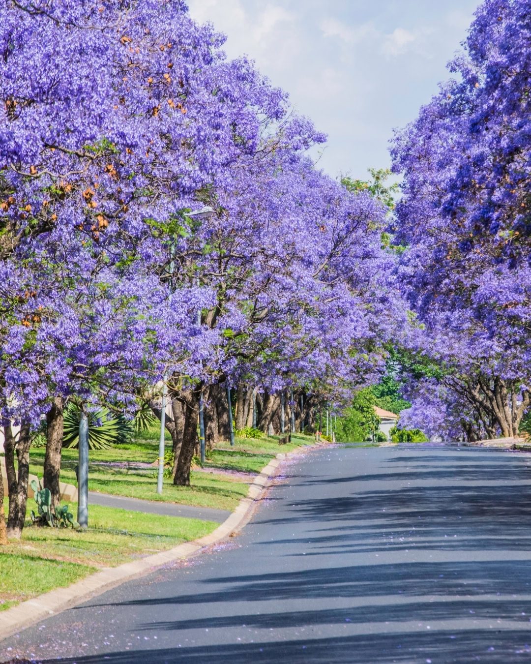 Como plantar uma árvore no jardim: passo a passo 8 Alameda de Jacarandas