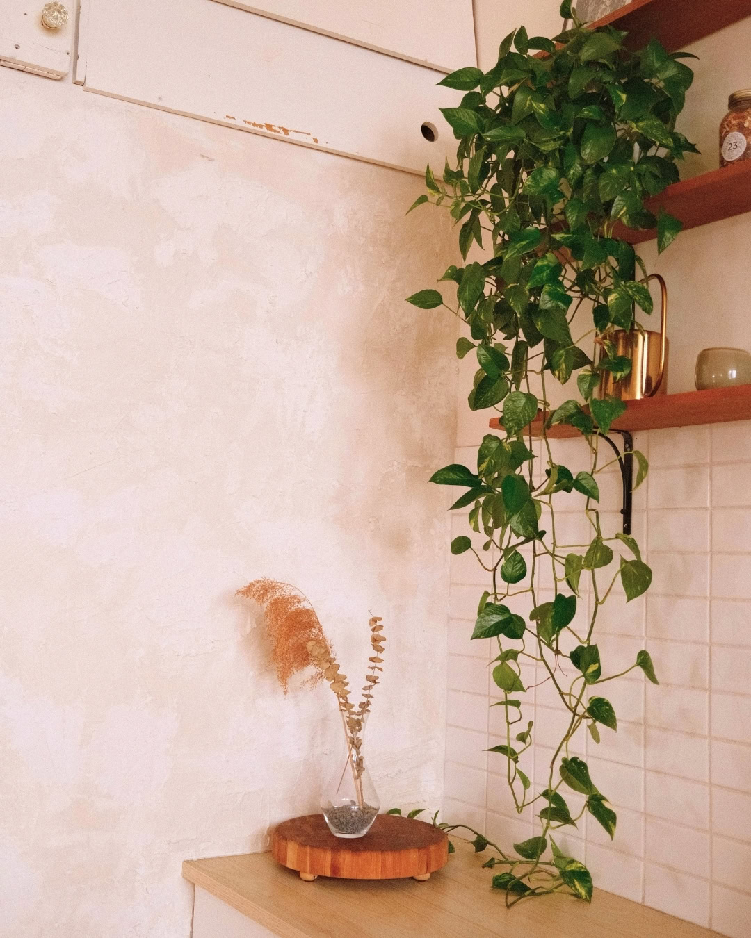 Girar o vaso de plantas: quando vale a pena e quando evitar 3 Uma jibóia numa prateleira não quer ser girada. Acredite.