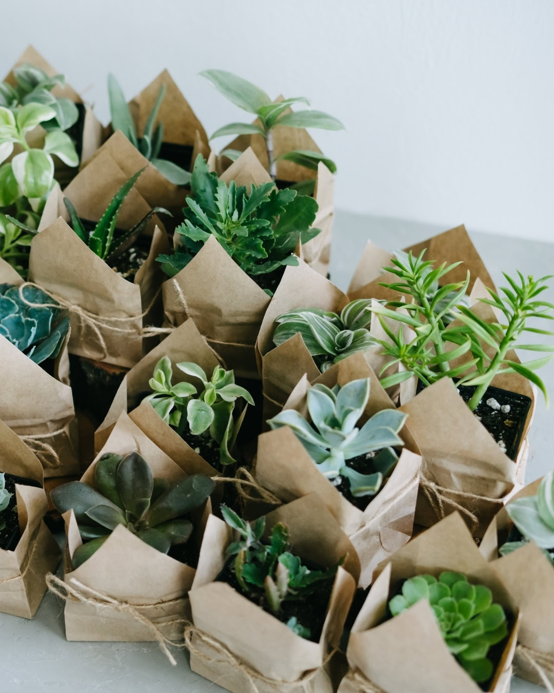 Las suculentas son las plantas que muestran más rápidamente el etiolamiento.
