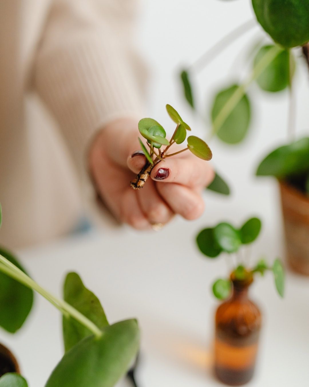 Hormônio Enraizador: O que é e como usar em suas mudas 3 muda de pilea
