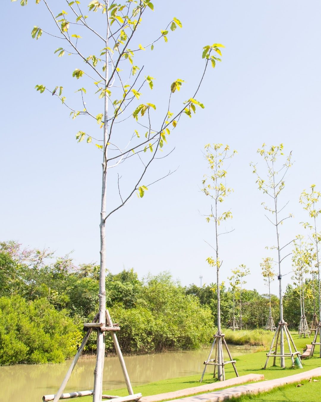 Como plantar uma árvore no jardim: passo a passo 9 Cuidado: O transplante de árvores adultas exige mais técnica e cuidados.