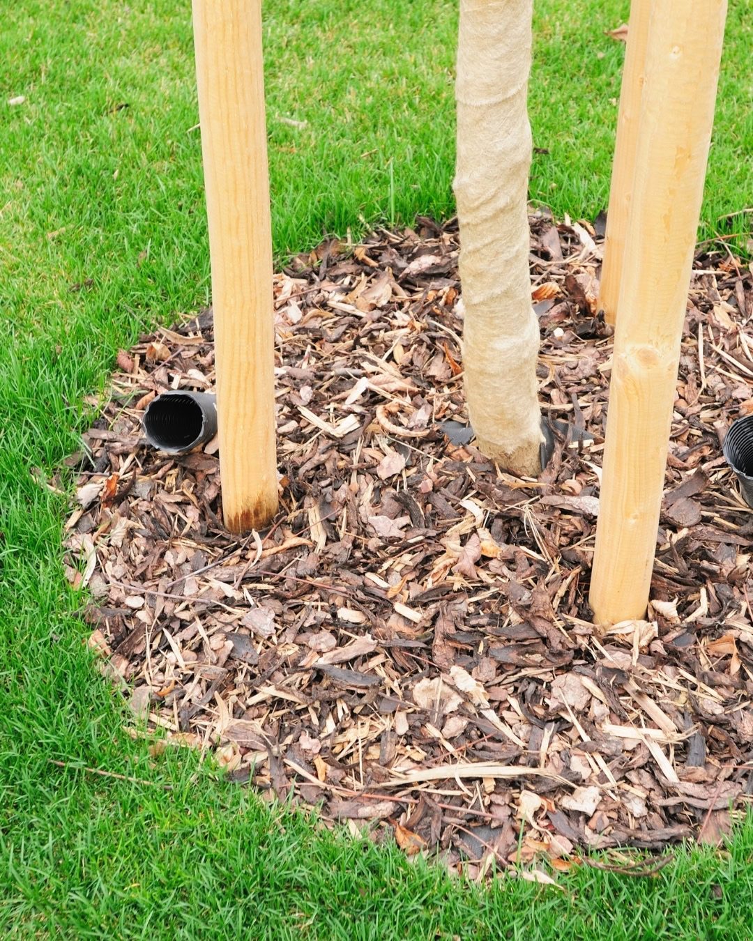 Como plantar uma árvore no jardim: passo a passo 14 Uso de tutores, mulching e cano para irrigação profunda (recomendado para taludes)