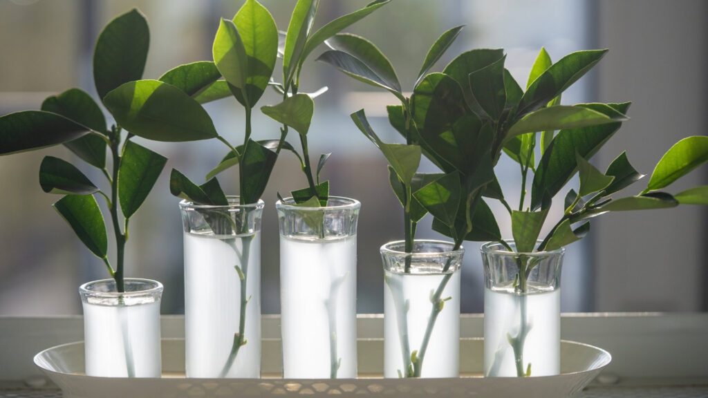 Uso de AIB em Plantas
