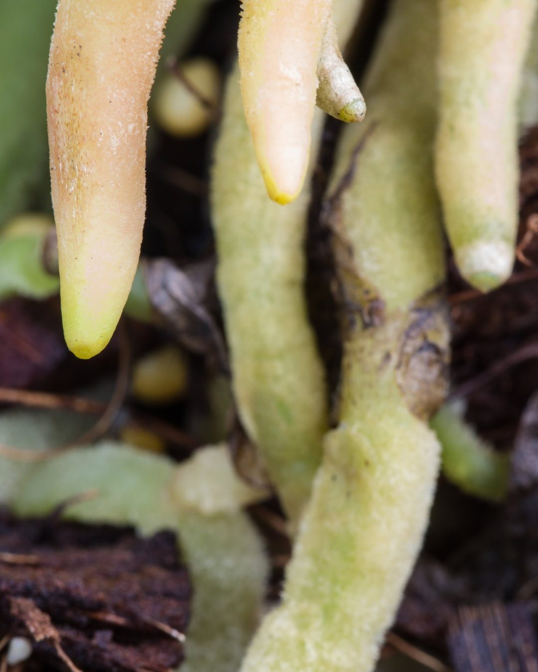 Velame: Entenda as raízes de Orquídeas e Antúrios 5 Velame úmido em Antúrio.