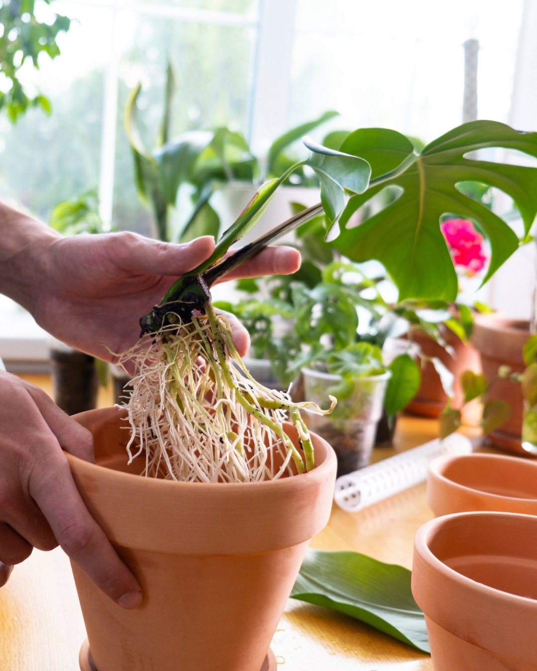 Velame: Entenda as raízes de Orquídeas e Antúrios 2 Até a famigerada Costela-de-adão tem velame.