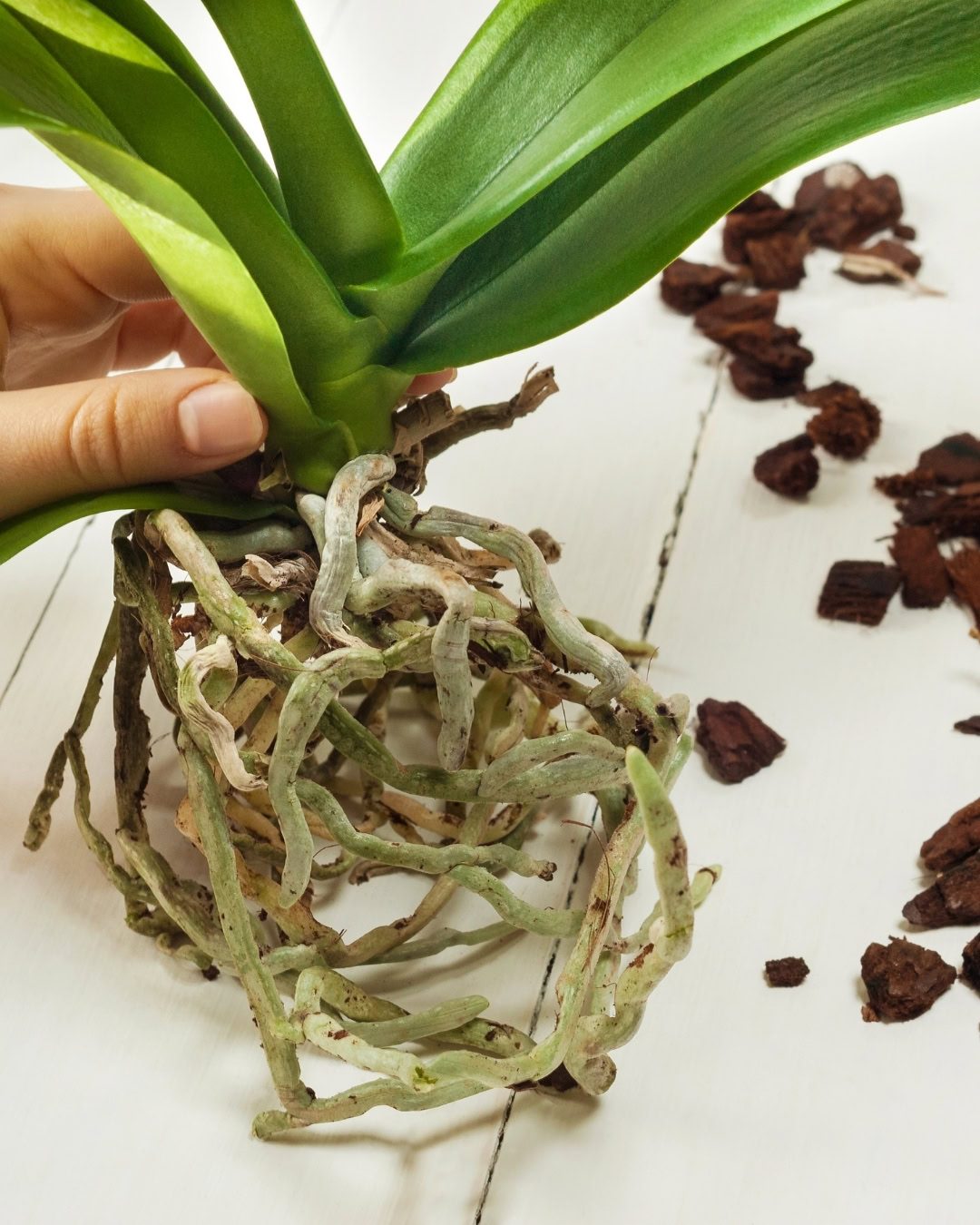 Velame: Entenda as raízes de Orquídeas e Antúrios 9 velame em orquidea 2