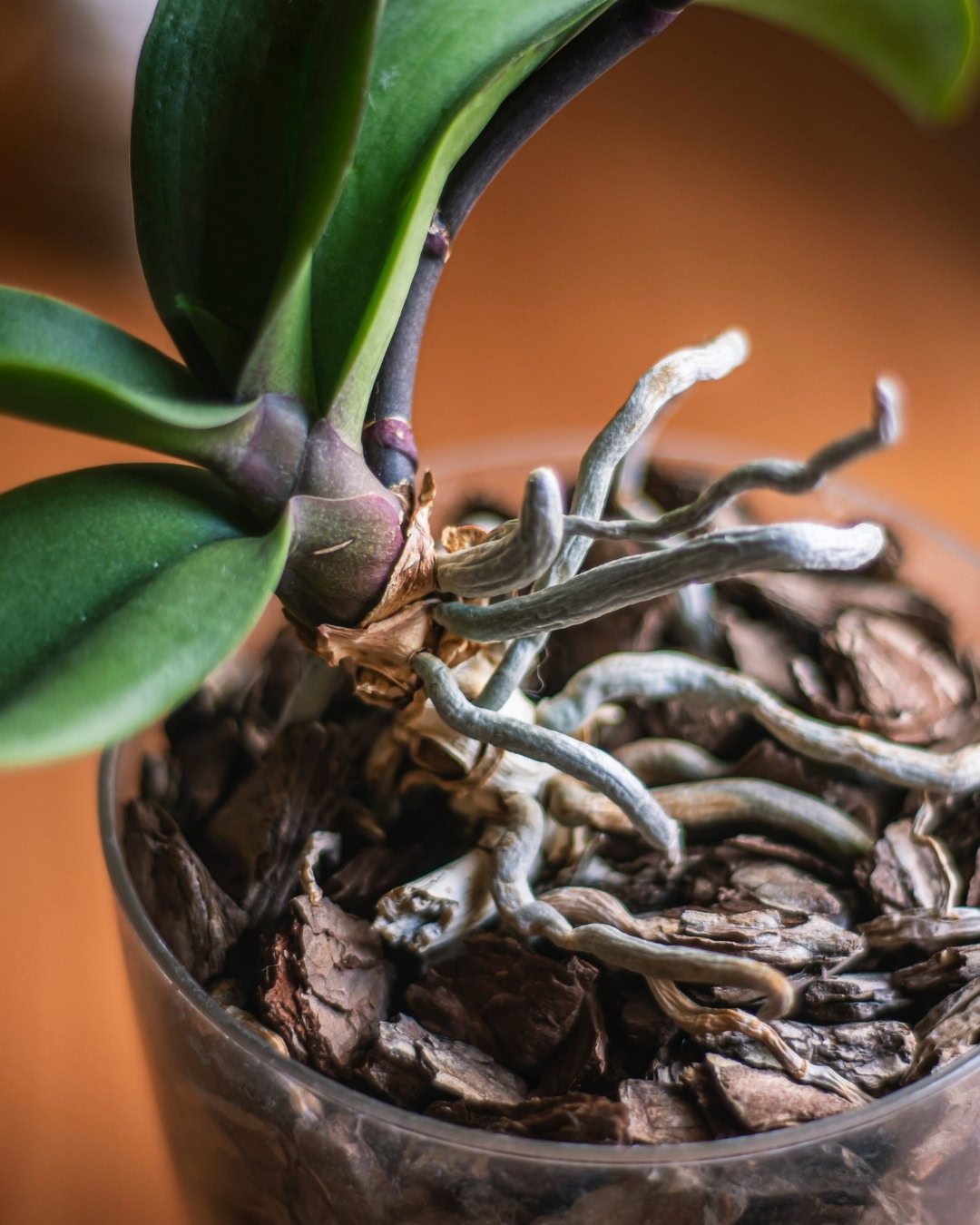 Velame: Entenda as raízes de Orquídeas e Antúrios 7 Raízes bagunçadas e para fora do vaso são naturais e importantes para várias espécies.