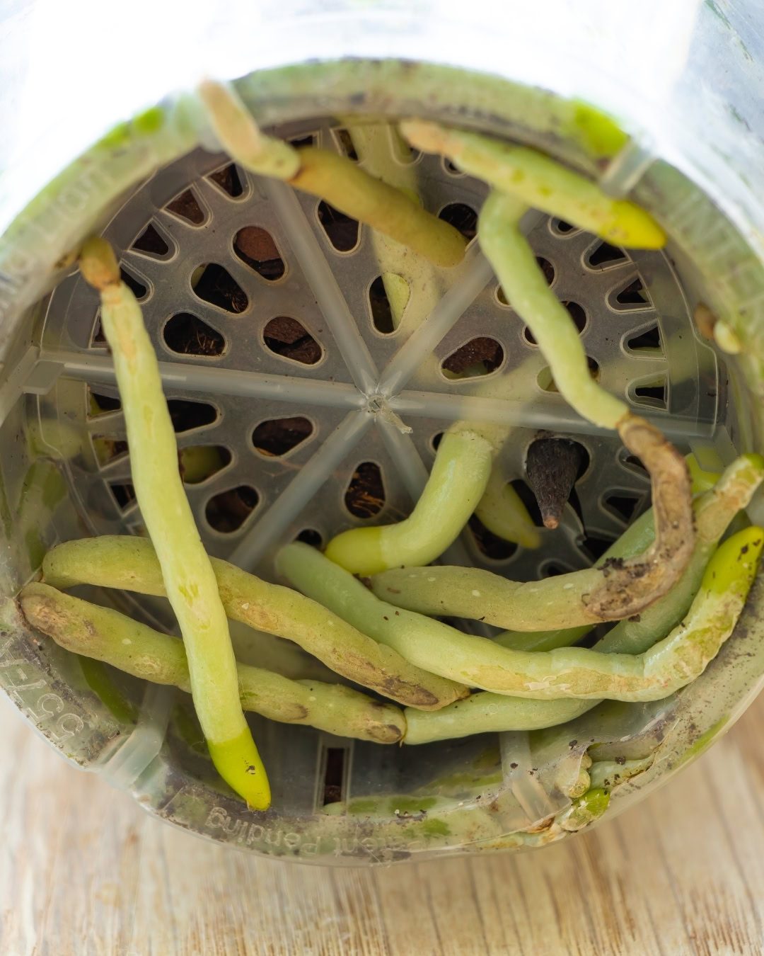 Velame: Entenda as raízes de Orquídeas e Antúrios 3 Raízes verdinhas escapulindo pelo fundo do vaso.