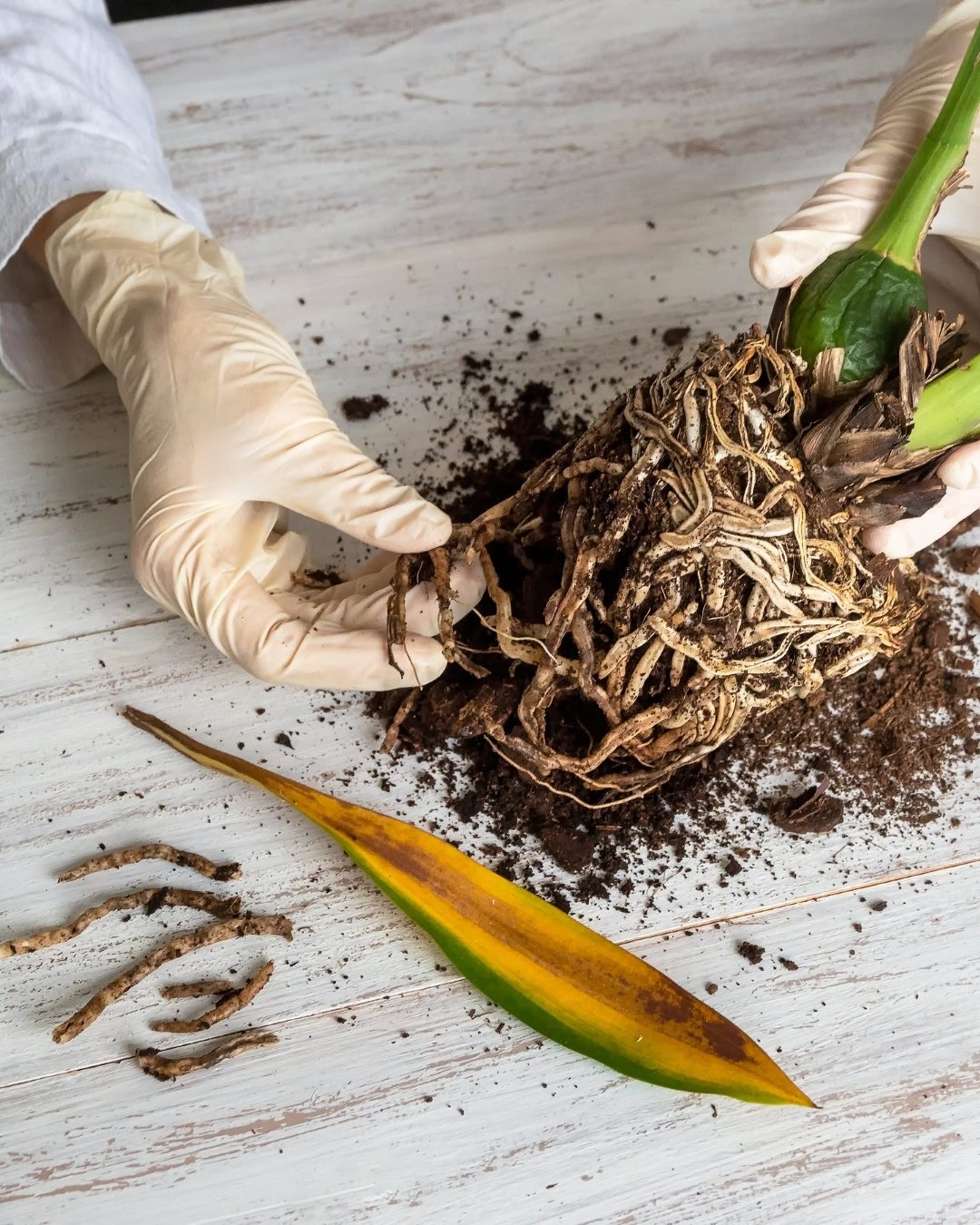 Velame: Entenda as raízes de Orquídeas e Antúrios 6 Identificar corretamente as raízes estragadas das saudáveis é o que separa as plantas que se recuperam, das que adoecem.
