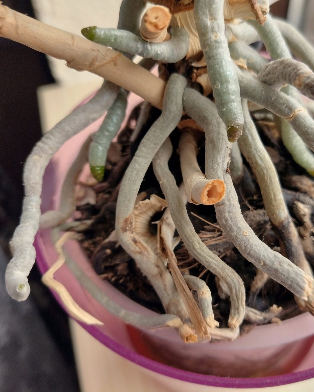 Velame: Entenda as raízes de Orquídeas e Antúrios 4 Quando secas, elas ficam com o aspecto prateado, mais foscas e claras.