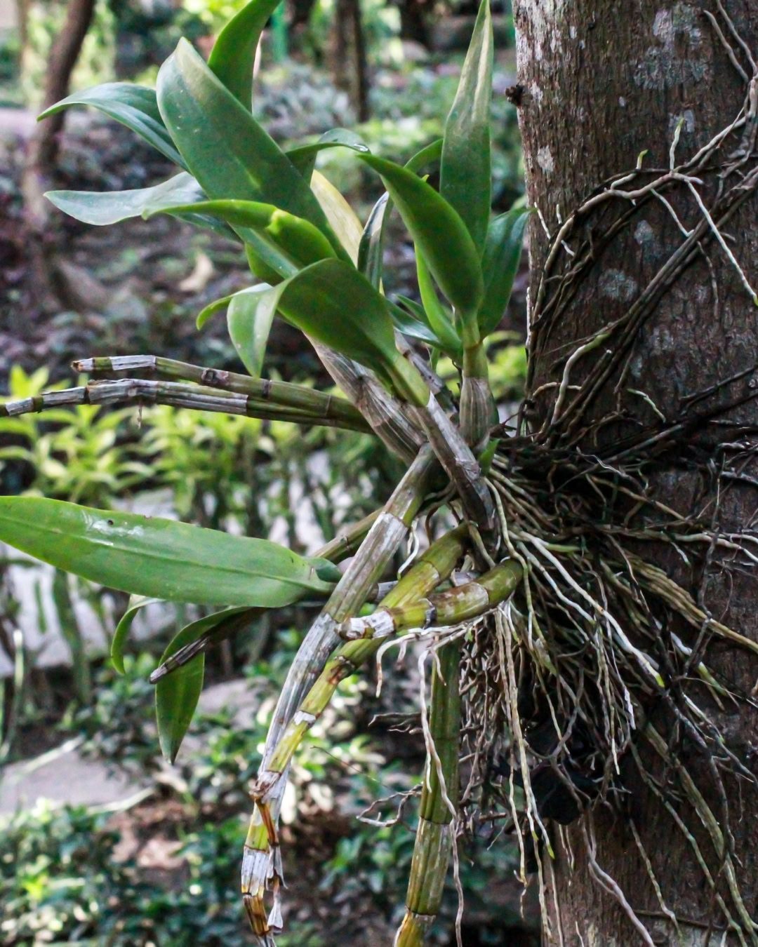 Velame: Entenda as raízes de Orquídeas e Antúrios 1 Plantas epífitas tem raízes incríveis, com muitas especializações.
