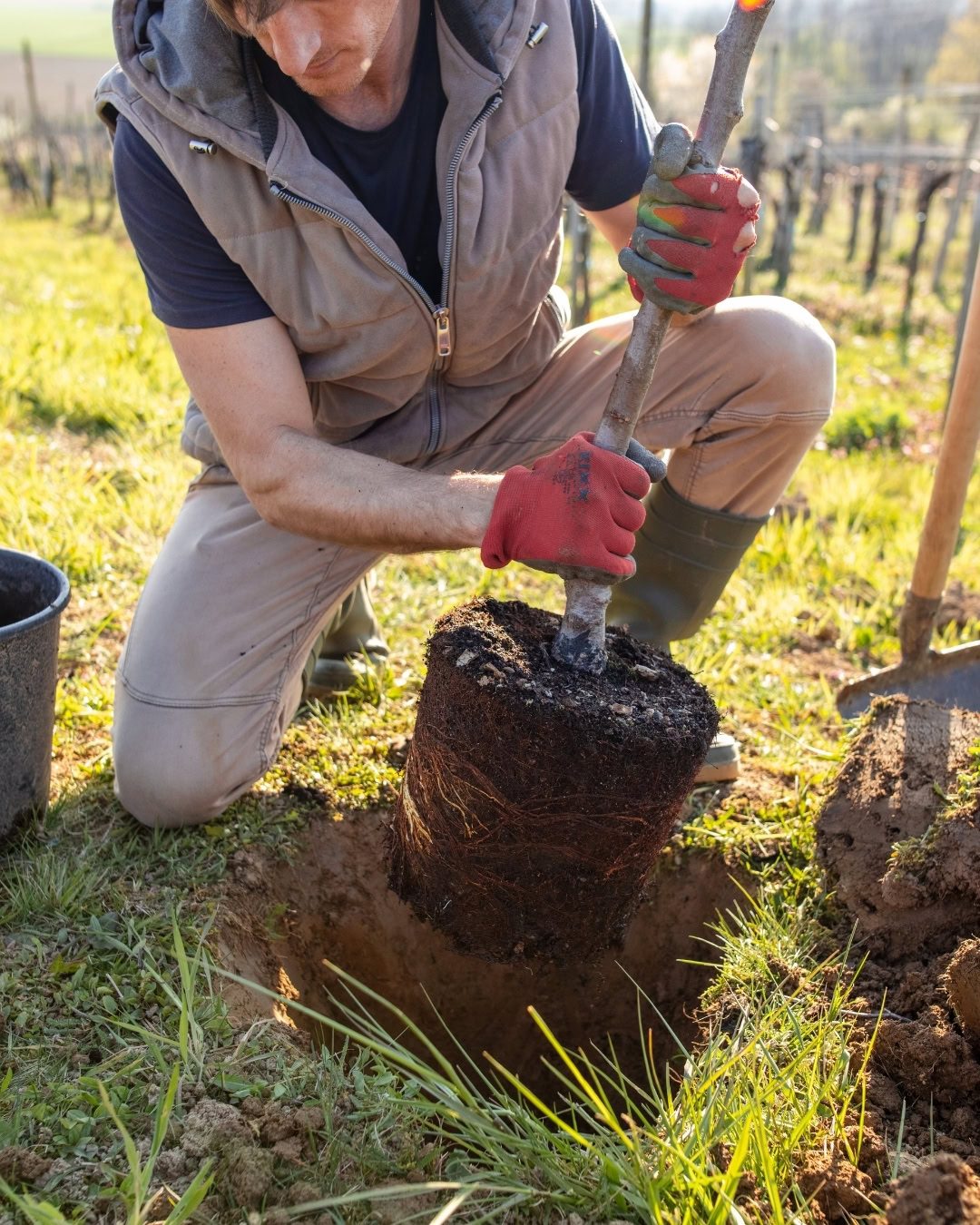 Como plantar uma árvore no jardim: passo a passo 10 Sempre verifique as raízes antes de plantar.