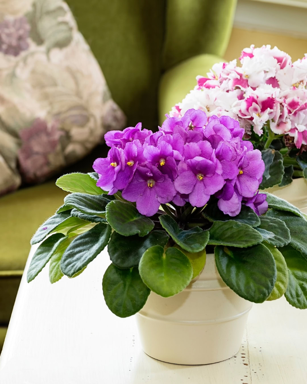 Girar o vaso de plantas: quando vale a pena e quando evitar 1 A violeta africana é o exemplo clássico da planta com simetria radial