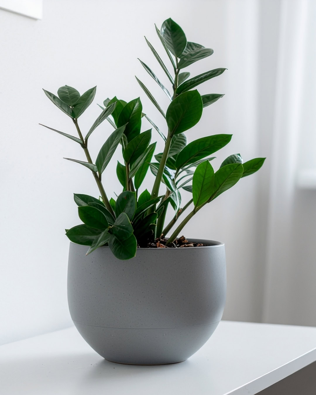 Girar o vaso de plantas: quando vale a pena e quando evitar 2 A zamioculca também aprecia os giros, para ficar simétrica.