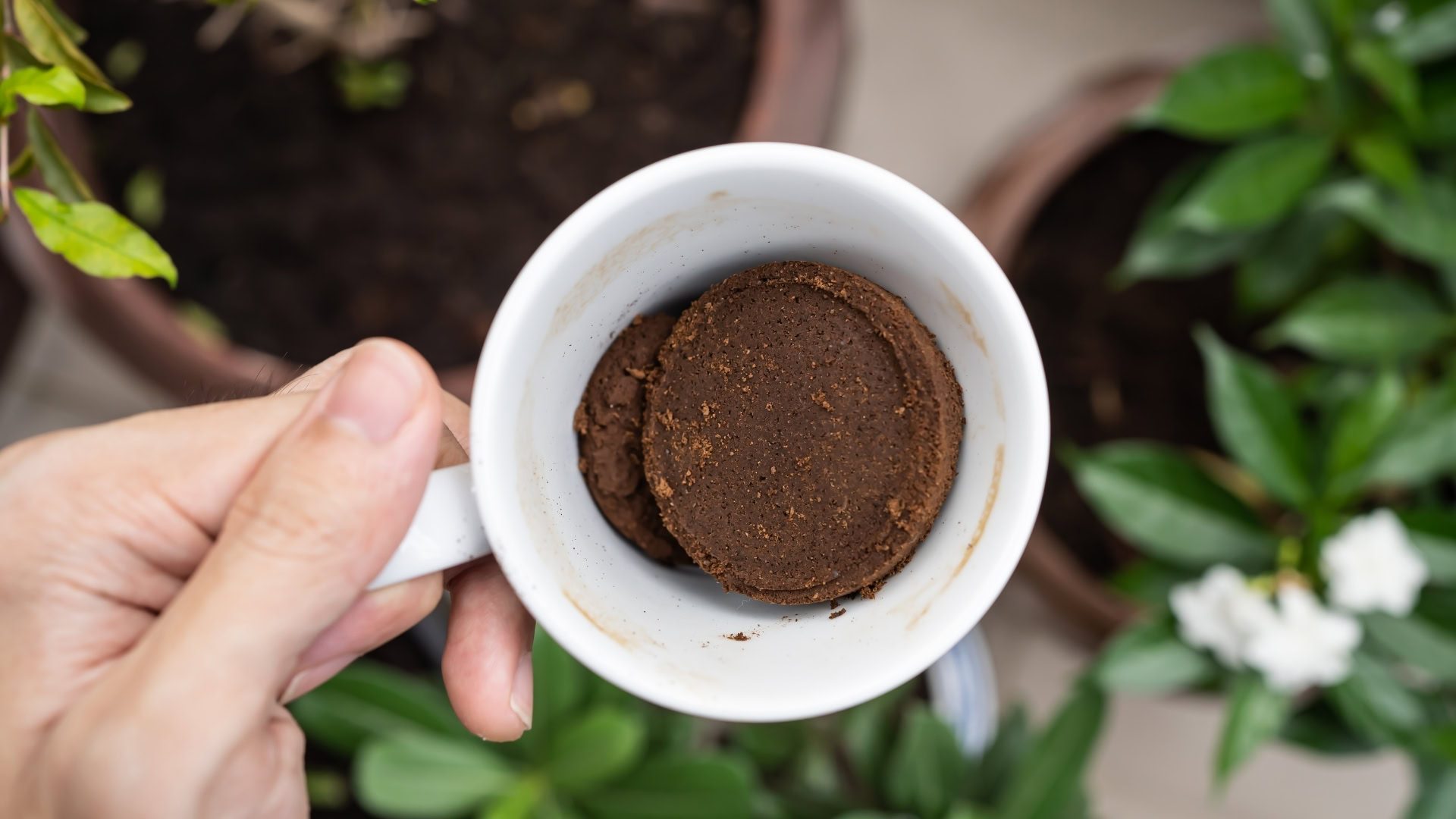 Será que pode colocar borra nas plantas?