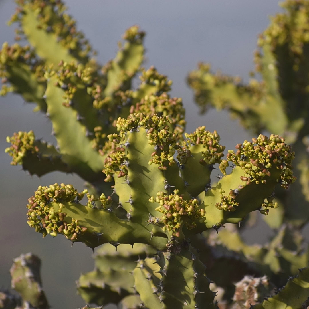 34 Suculentas Raras para conhecer, colecionar e cultivar 23 Euphorbia tortilis