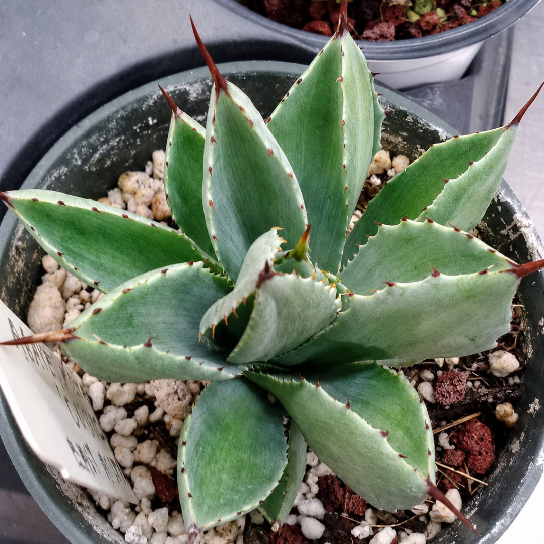 34 Suculentas Raras para conhecer, colecionar e cultivar 25 Agave potatorum 'Cubic'