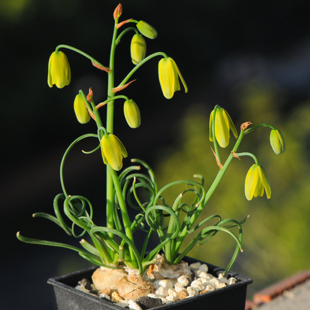 34 Suculentas Raras para conhecer, colecionar e cultivar 9 Albuca namaquensis