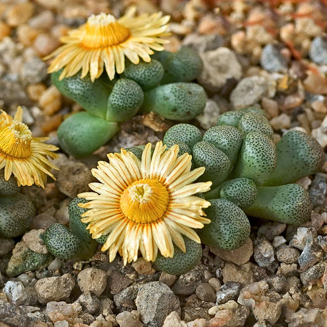 34 Suculentas Raras para conhecer, colecionar e cultivar 15 Aloinopsis schooneesii